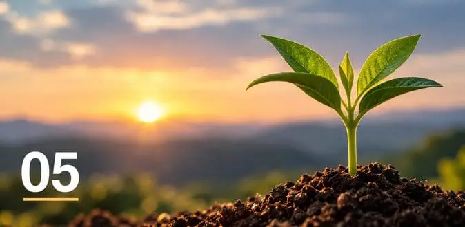Young seedling growing at sunrise, symbolising continuous improvement
